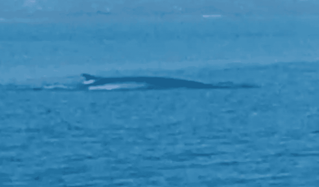 Prizor za pamćenje: Kod Kornata snimljen kit dug 15 metara!