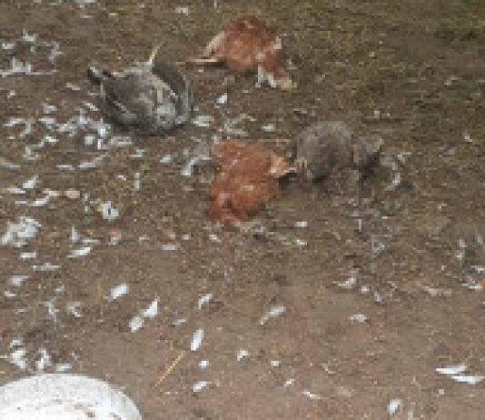 Lisica upala na imanje i ubila 48 kokoški