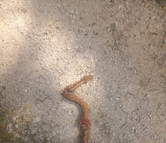 OPREZ: Aktivirale se zmije u Vitezu, ubijen poskok u Mošunju