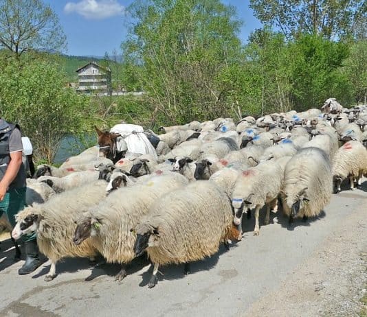 SREDIŠNJA BOSNA: Ispratili smo nomade na dalek put, 1500 ovaca na jednom mjestu (VIDEO)