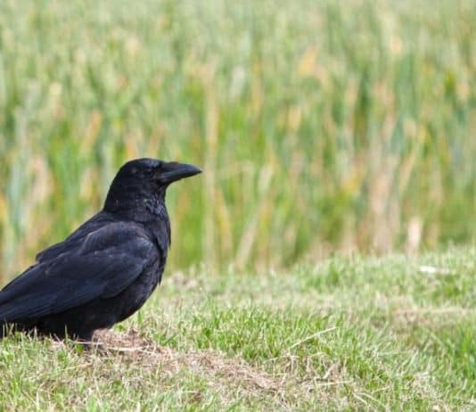 Sve češći napadi vrana u ovom bh. gradu