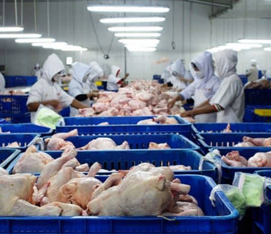 U idućim danima pada cijena piletine