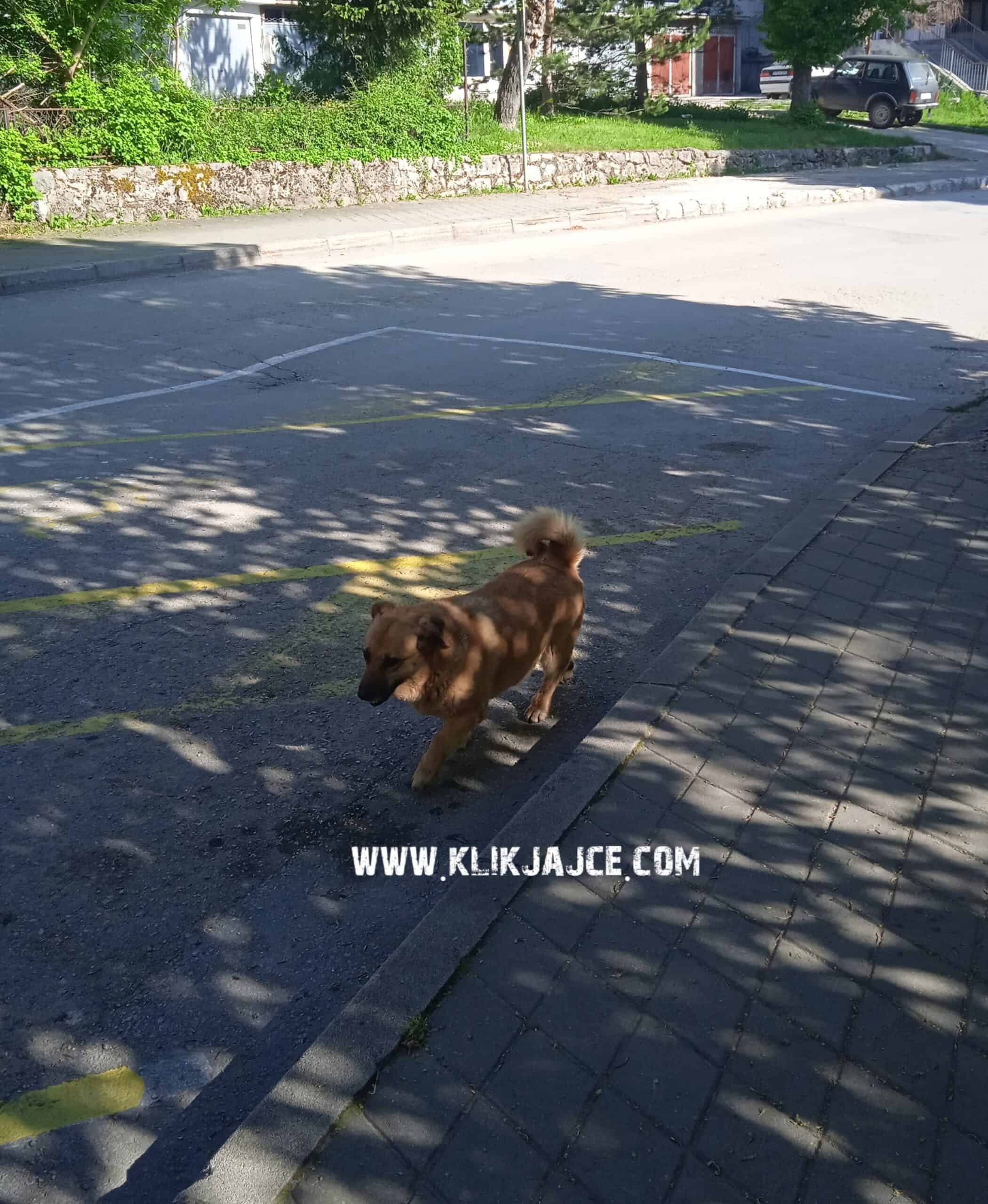 Jesmo li zaštićeni od pasa lutalica?