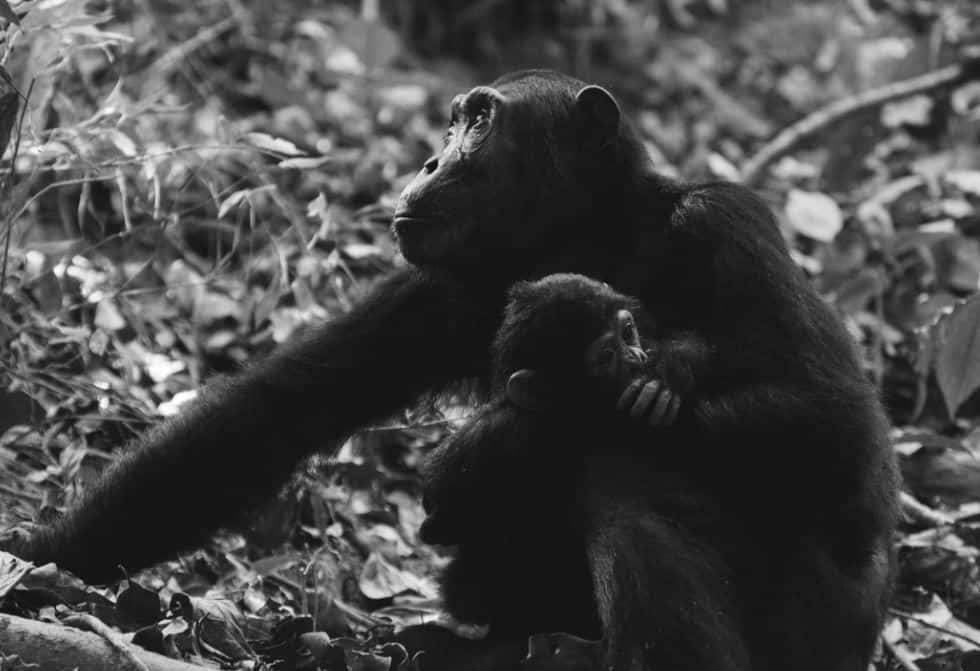 Eto ih onda i kod nas vrlo brzo jer se sve gluposti iz Hrvatske pojave i ovdje: Stigle su majmunske boginje u RH