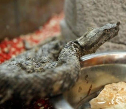 I TO JE BIH: Prebacuju se na online nastavu zbog zmija u školi