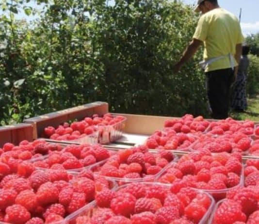 Malinari upozoravaju: Ako cijena bude ispod 10 KM po kilogramu, nećemo ih ni brati