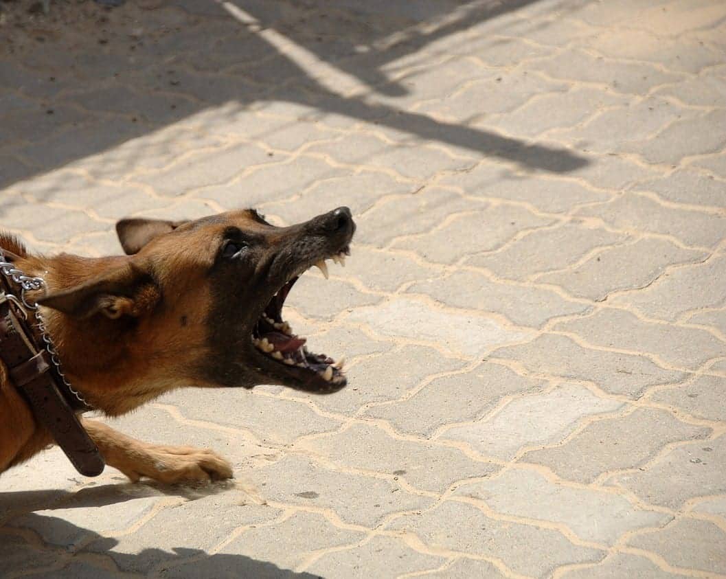 Mostar: Pustio psa na provalnika, životinja greškom nasrnula na susjeda i ozlijedila ga