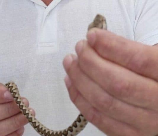 Muškarca ugrizao poskok, u vrećici ga donio na hitnu: ‘Htio ga je uhvatiti i vratiti u prirodu, nije pojma imao o kojoj se vrsti radi‘