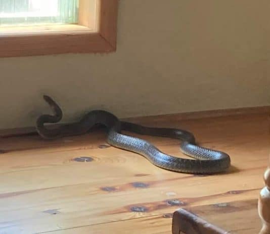 Velika zmija ušla u kuću, Travnički vatrogasci brzom reakcijom rješili slučaj