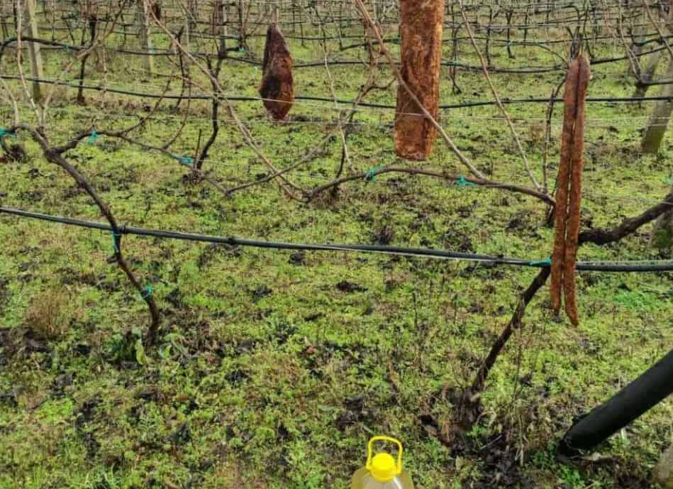 Vinogradar ogorčen nakon što su ga drski lopovi brutalno popljačkali: Ukrali su mu čak 4 tisuće cijepova mlade loze