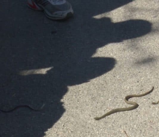 Zmije prekinule nastavu u školi kod Sanskog Mosta