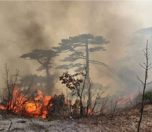 Vijeće ministara BiH zatražilo pomoć susjednih i drugih zemalja u gašenju požara