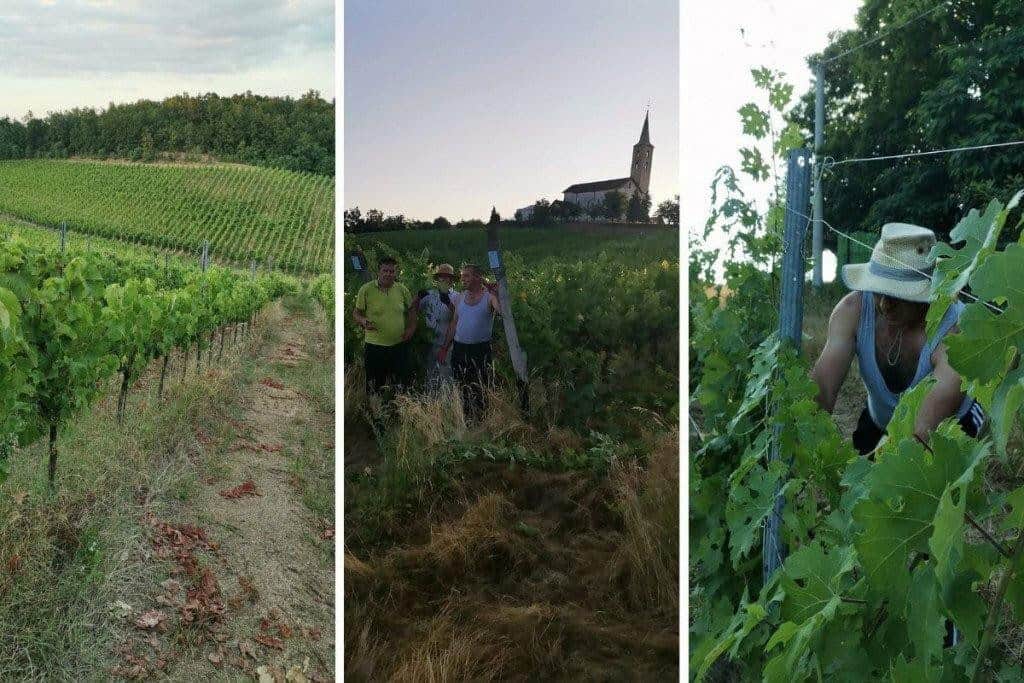 Banjolučki svećenik zatražio pomoć oko zapuštenog vinograda jer ondje baš i nema Hrvata, a onda je uslijedila prekrasna gesta s drugog kraja BiH!