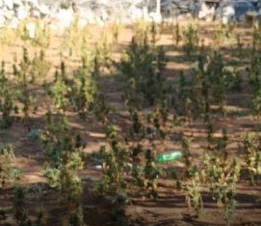 BiH: Policija u ovom gradu pronašla 918 stabljika marihuane