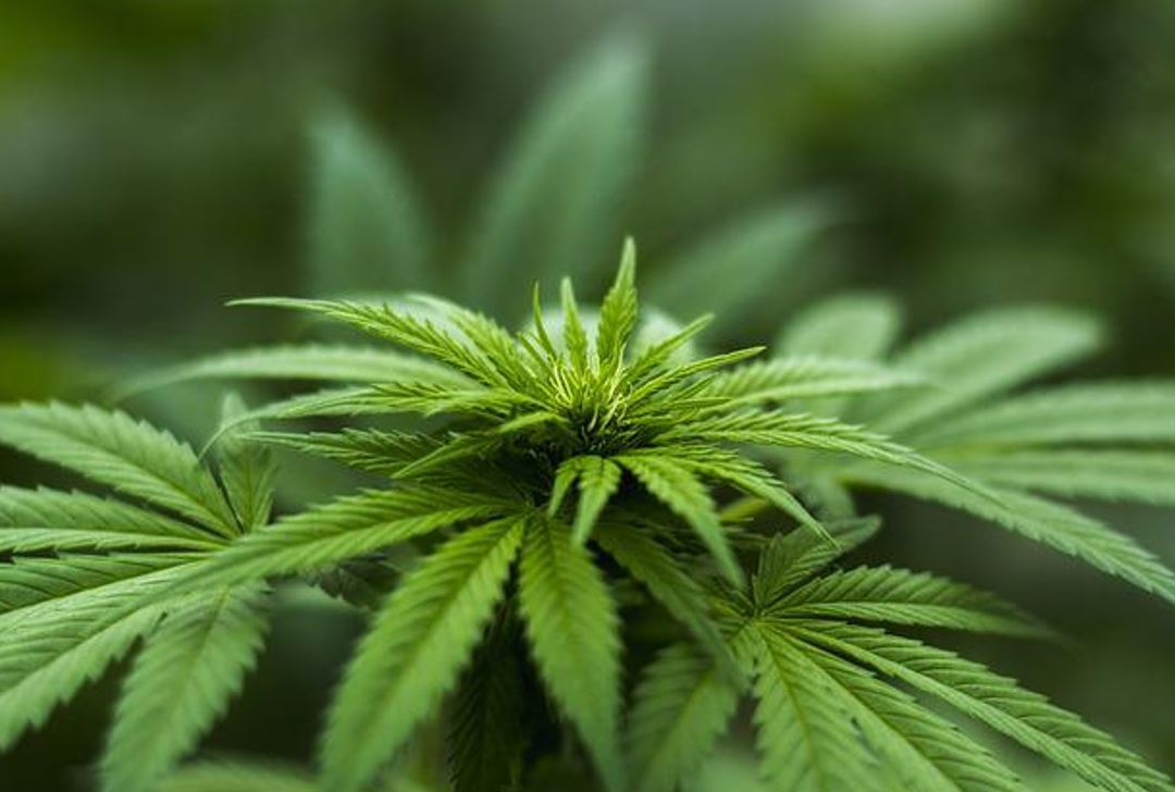 Kraj poznat po poljoprivredi: U Ljubuškom policija pronašla travu vrijednu milijun maraka, policajac ozlijeđen tijekom očevida