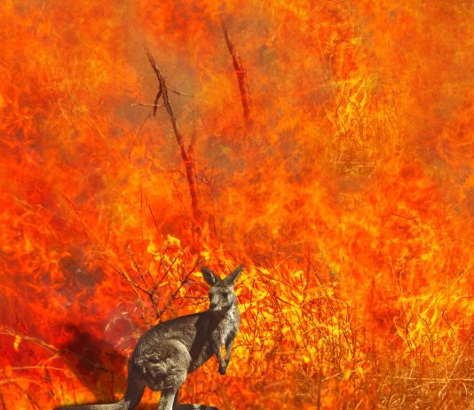 Šokantno izvješće: Australija je izgubila više vrsta sisavaca nego bilo koji drugi kontinent, a flora i fauna ubrzano propadaju