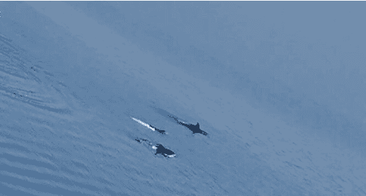 U Neumu viđeno jato delfina kako plivaju Jadranskim morem