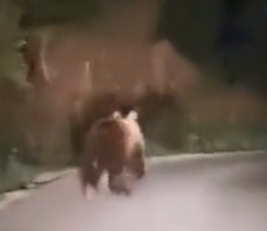 VIDEO: Kako se “mali” medo “prošetao” Busovačom