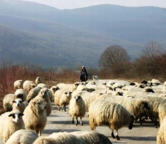 Pastir doživio jeziv susret: Sam u planini s vučinom od 50-ak kila. Neće sotona ni koraka nazad. Čim se okrenem kesi zube i jurca na mene…