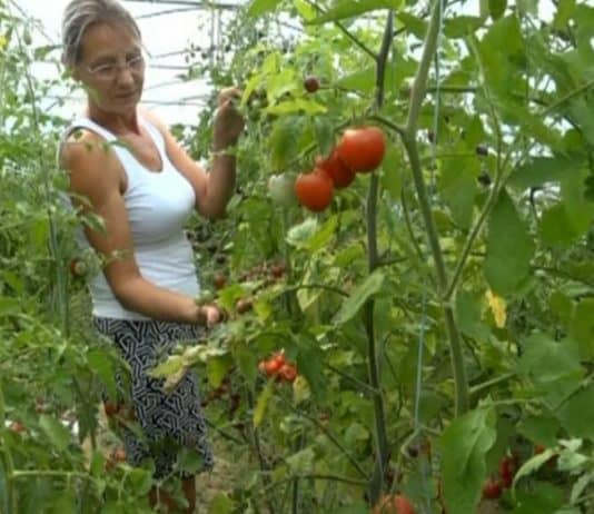 Vesna na svojoj plantaži u Usori uzgaja 140 vrsta rajčice i 70 paprike, sve bez kemijskih dodataka