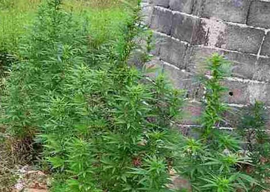 Zasadio u dvorištu 14 stabljika marihuane, policija mu ih je pronašla, oduzet i pištolj