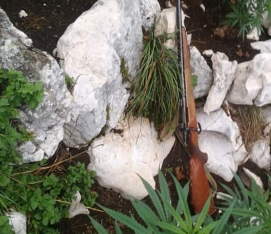 Policija u zasjedi danima kod Nevesinja čekala vlasnika plantaže marihuane