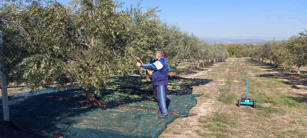 Odlične vijesti: Hercegovina bilježi porast u području maslinarstva