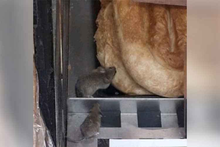 Miševi među pitama i kiflama u Banja Luci, javnost zgrožena