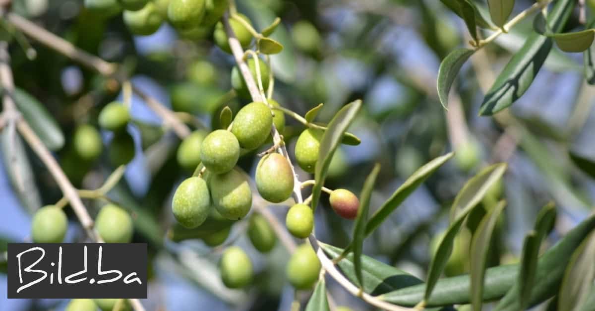 Maslinarstvo jedna od vodećih poljoprivrednih grana u općini Neum