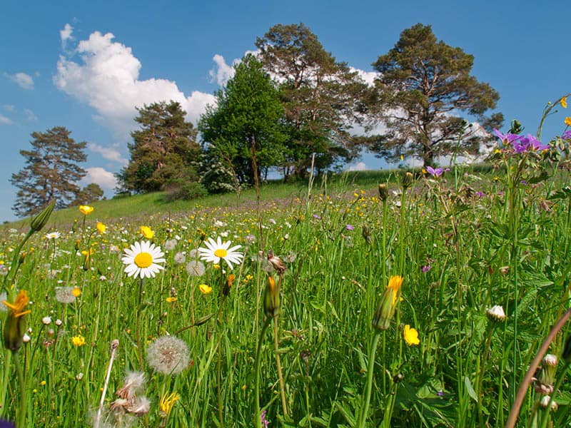 Danas sunčano sa temperaturom do 20 stupnjeva.