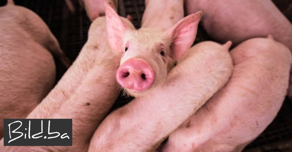 Zbog afričke svinjske kuge u BiH eutanazirano preko 25 tisuća životinja