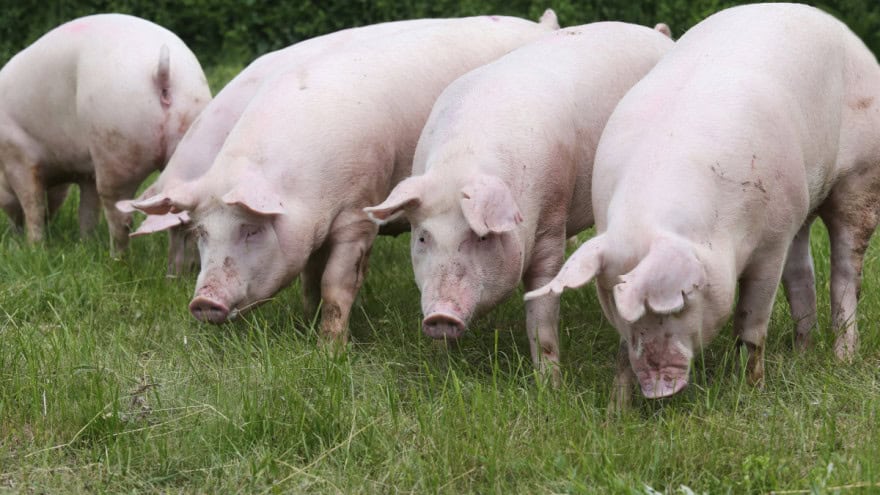 Afrička svinjska kuga potvrđena i u 20 gospodarstava u BIH