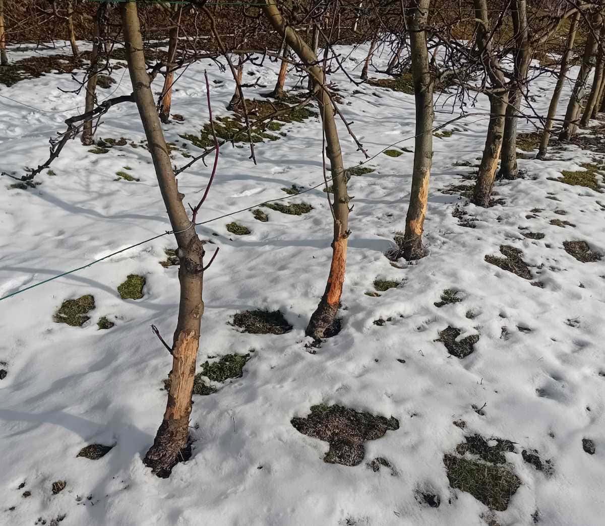 Gornja Lupnica: Zečevi prave veliku štetu na voću