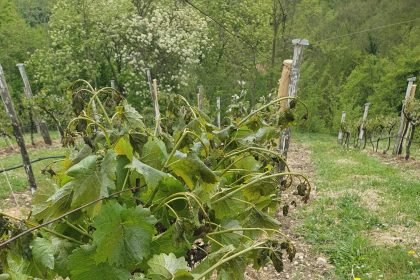 JAJCE: Vinograd obitelji Matekalo pretrpio veliku štetu zbog niskih tempreatura