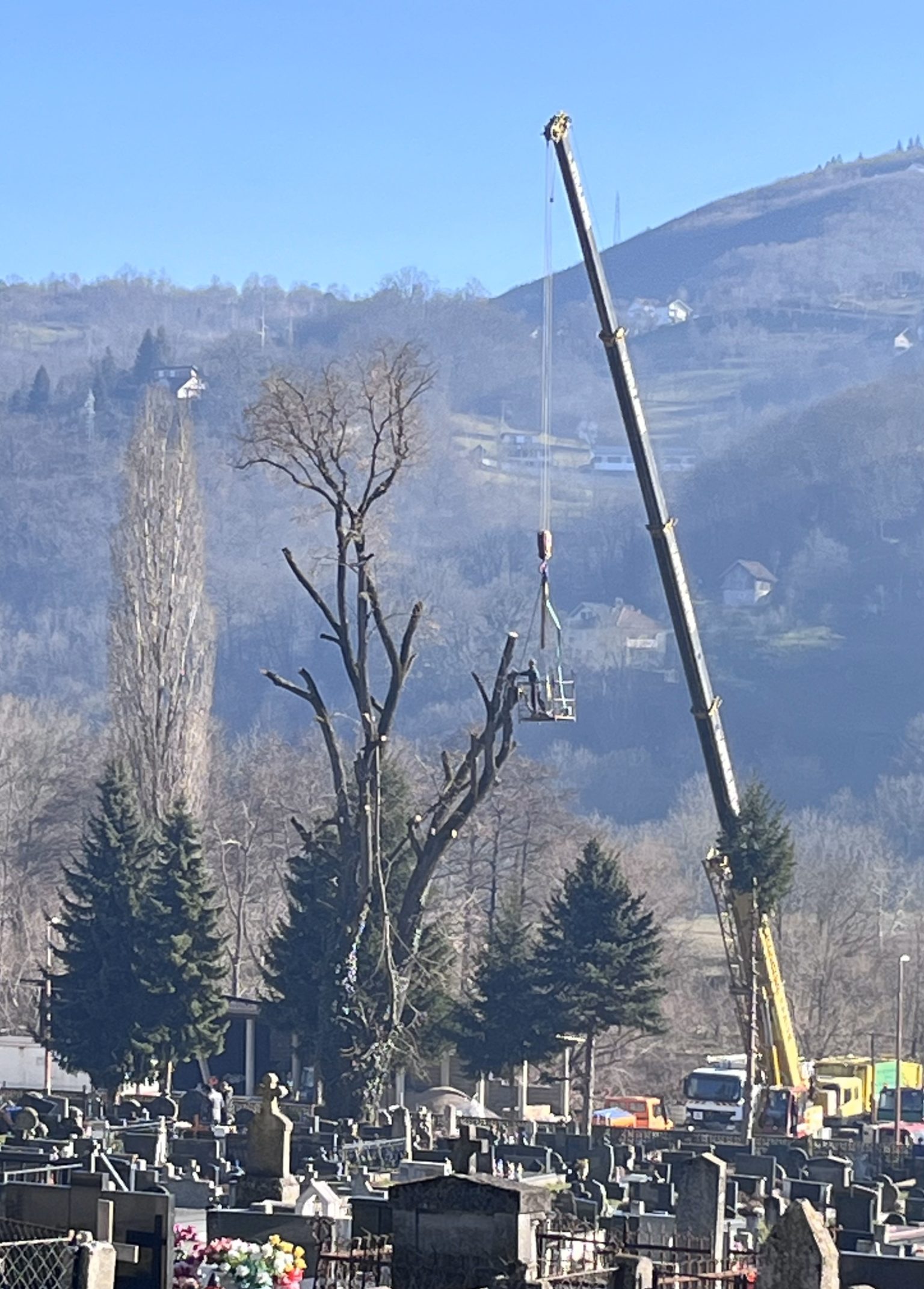 Na gradskom katoličkom groblju Mašet uklanja se stablo lipe