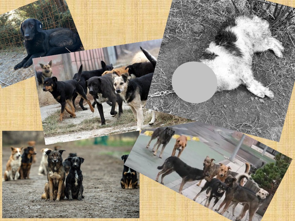 Do kada će Jajce trpjeti teror čopora pasa lutalica? Zašto se odbija besplatno rješenje za ovaj problem?