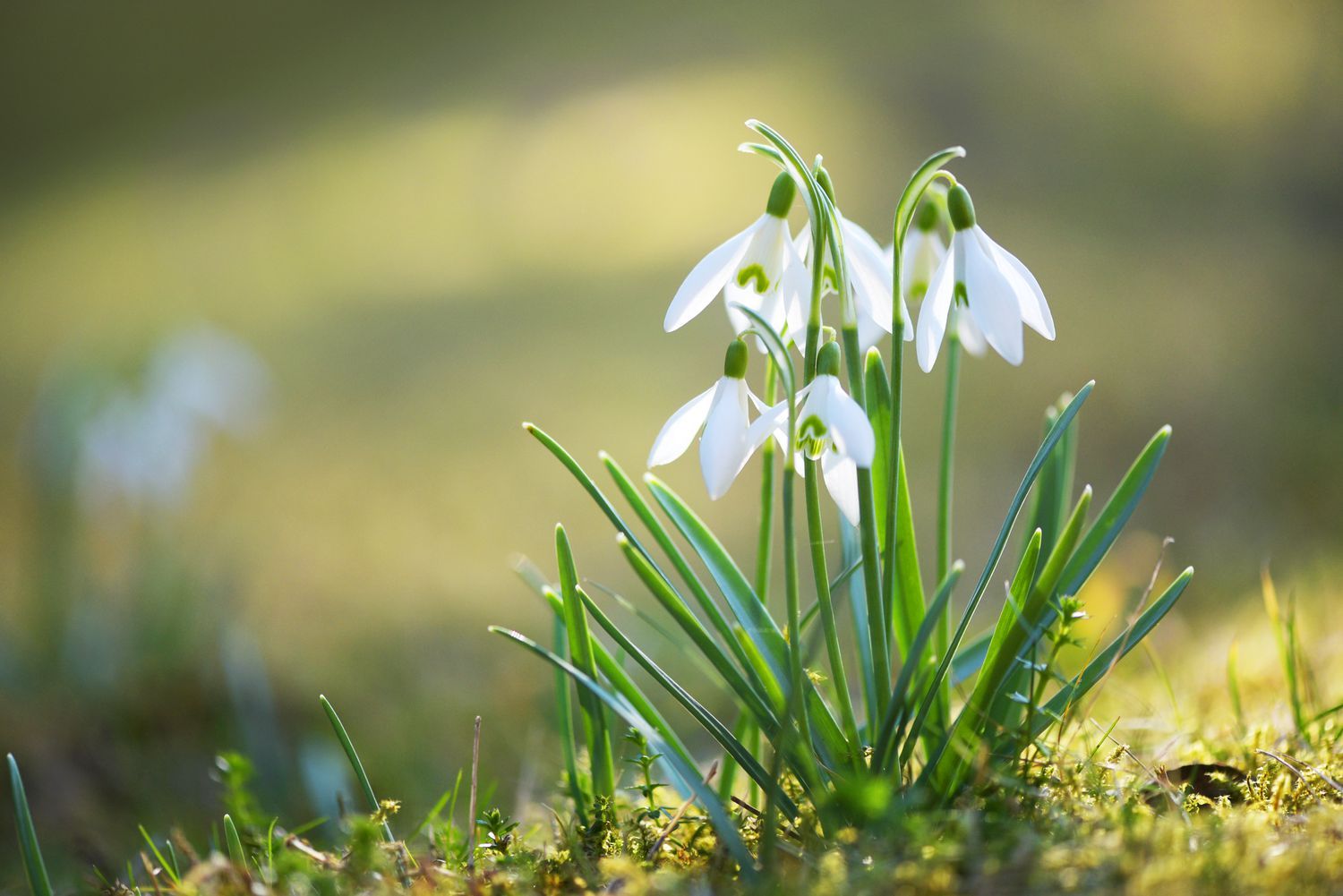 Prognoza vremena za naredne dane. Dolazi nam proljeće