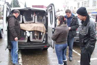 Tisuće pasa lutalica iz Bosne i Hercegovine izvezeno je u Njemačku