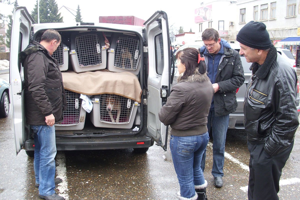 Tisuće pasa lutalica iz Bosne i Hercegovine izvezeno je u Njemačku